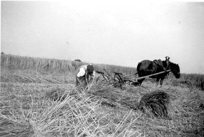 Werken op het land met paard en landbouwwerktuig