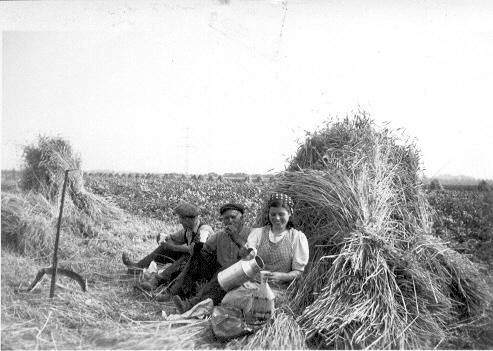 Graanoogst op het land